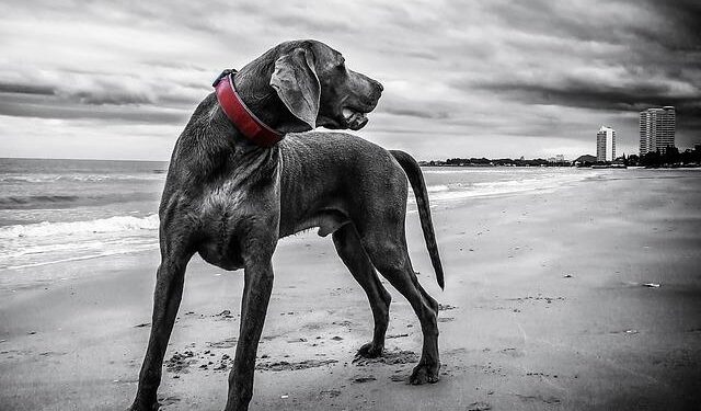 Congressional Black Caucus fears GOP redistricting will shrink its numbers – ABC News