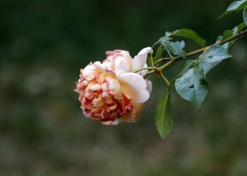 Scientists Reveal Turning Point When Your Body’s Aging Accelerates – ScienceAlert