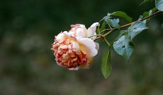 Scientists Reveal Turning Point When Your Body’s Aging Accelerates – ScienceAlert