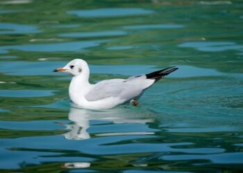 Bird flu’s surprising heat tolerance has scientists worried – ScienceDaily