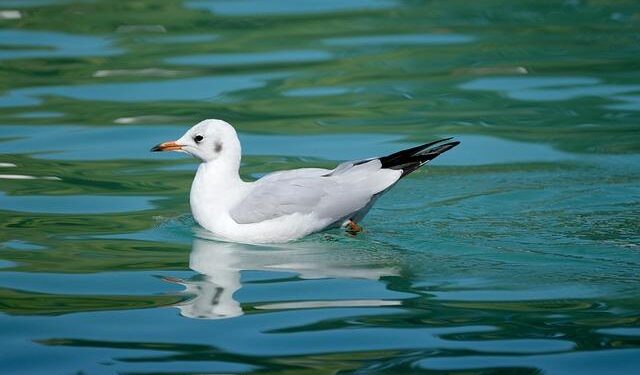 Bird flu’s surprising heat tolerance has scientists worried – ScienceDaily