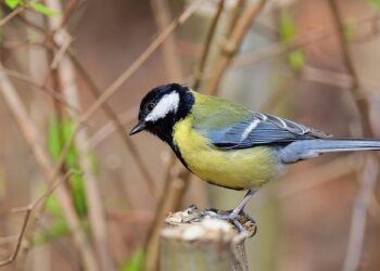 BUF@MIN: Gustavsson with a great save against Alex Tuch – Yahoo Sports