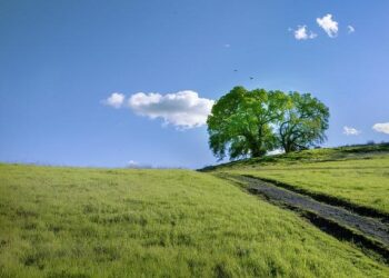 Oak Hills mom and her entrepreneurial daughters showcase new popular farm stand – Victorville Daily Press