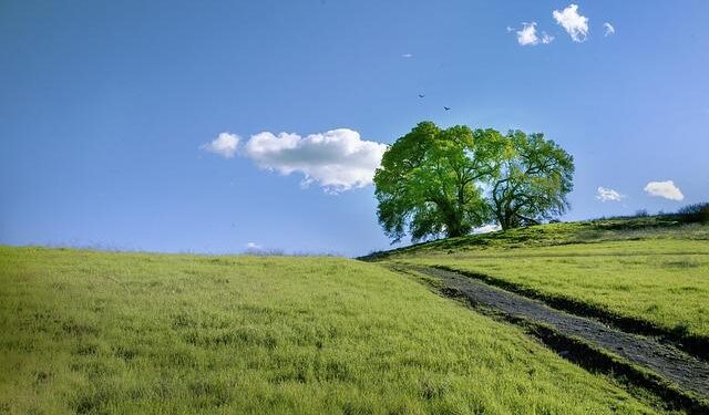Oak Hills mom and her entrepreneurial daughters showcase new popular farm stand – Victorville Daily Press