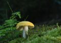 How Chernobyl fungus developed its own superpower as scientists make incredible discovery – LADbible