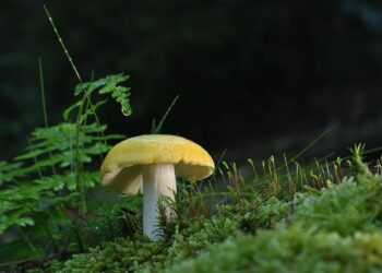 How Chernobyl fungus developed its own superpower as scientists make incredible discovery – LADbible