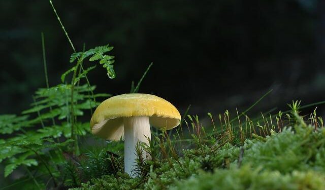 How Chernobyl fungus developed its own superpower as scientists make incredible discovery – LADbible