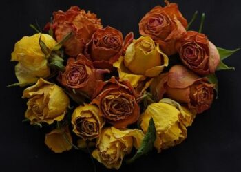 December 2025: Model to study extreme heat, related health effects advanced by NIEHS – National Institute of Environmental Health Sciences (.gov)