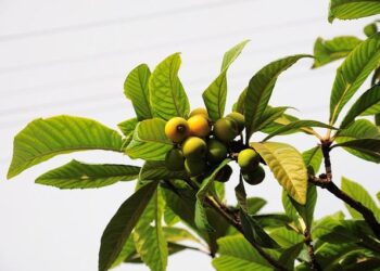 USDA launches centralized New World Screwworm website – Michigan Farm News