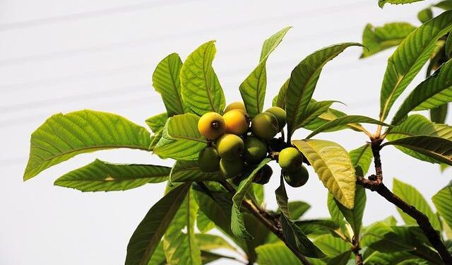 USDA launches centralized New World Screwworm website – Michigan Farm News