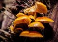 The biodiversity, genomics, ecology and evolution of mushroom-forming fungi – Nature