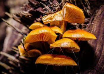The biodiversity, genomics, ecology and evolution of mushroom-forming fungi – Nature