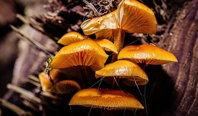 The biodiversity, genomics, ecology and evolution of mushroom-forming fungi – Nature