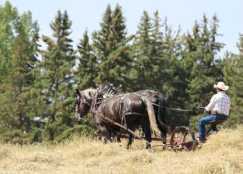 Team USA cruises in World Cup qualifying as MarJon Beauchamp makes case for NBA call – The Athletic – The New York Times