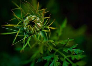 VIDEO: Health experts urge awareness as seasonal depression affects South Carolinians – Live 5 News