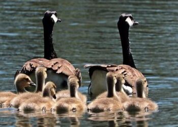 Seasons of Science brings free family science to local breweries – Wimberley View