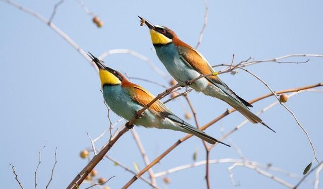 Evolutionary Ecology of Software Reveals How Constraints and Innovation Drive Complex System Trajectories – Quantum Zeitgeist