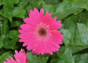 Massie, Paul cosponsor res­o­lu­tions to block unau­tho­rized ‘hos­til­ities’ against Venezuela – Spectrum News 1