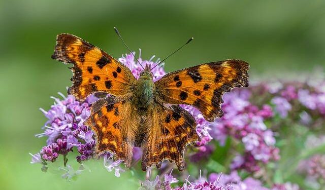 Copper and Oil: Two Ways to Win if the Economy Runs Hot – Barron’s