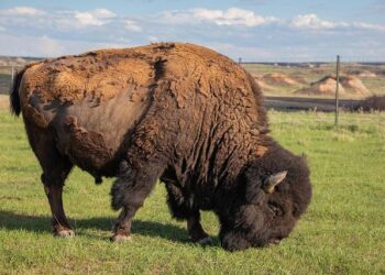 November wrap-up: All the biggest stories in North Dakota politics and state government – The Bismarck Tribune