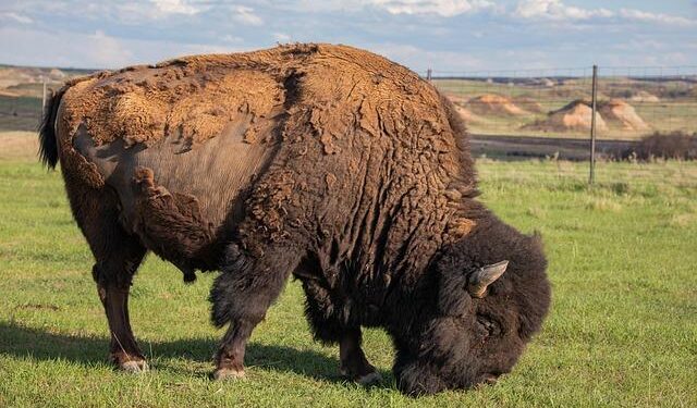 November wrap-up: All the biggest stories in North Dakota politics and state government – The Bismarck Tribune