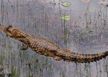 Fangnuozhai rainforest ecological manor, Hainan’s natural oxygen bar – news.cgtn.com