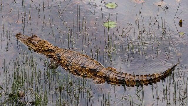 Fangnuozhai rainforest ecological manor, Hainan’s natural oxygen bar – news.cgtn.com
