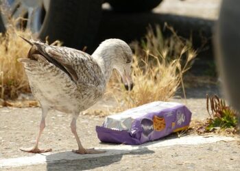 The Natural View: The Fight Against Microplastics with 1 Life Science – WholeFoods Magazine