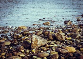 Pacific Northwest ‘snapshot’ shows how surprisingly tough birds are – futurity.org