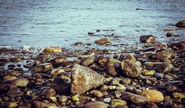 Pacific Northwest ‘snapshot’ shows how surprisingly tough birds are – futurity.org