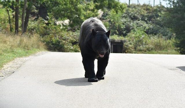 Florida kicks off first black bear hunt in a decade, despite pushback – Florida Politics