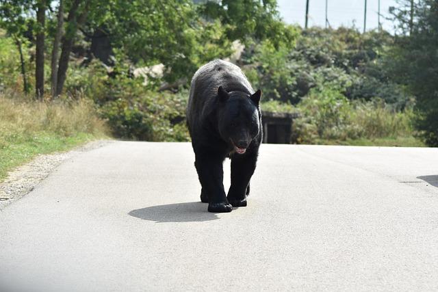 Florida kicks off first black bear hunt in a decade, despite pushback – Florida Politics