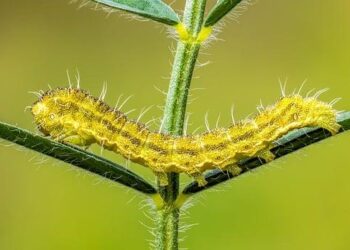 55-year-old says he reversed his biological age to 20: How basic lifestyle habits helped him achieve longe – The Economic Times