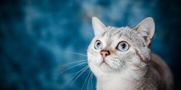 Country music icon updates fans after heart attack: ‘Got a lot of work I want to do’ – PennLive.com