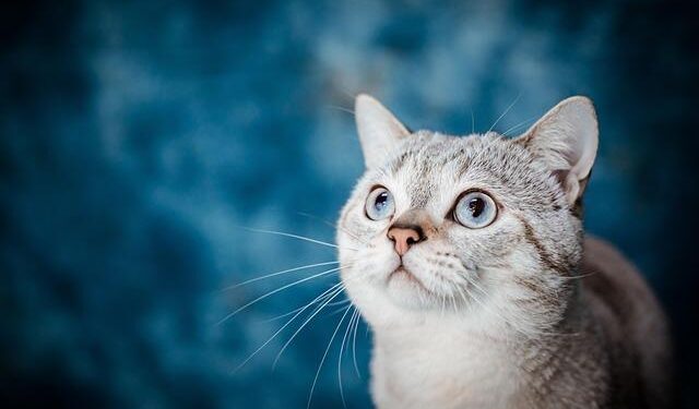 Country music icon updates fans after heart attack: ‘Got a lot of work I want to do’ – PennLive.com