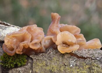 The men who never remarry aren’t broken. They’ve just stopped playing a game they finally understand. – VegOut