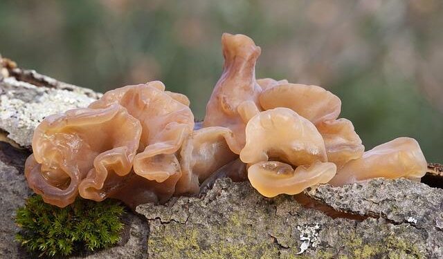 The men who never remarry aren’t broken. They’ve just stopped playing a game they finally understand. – VegOut