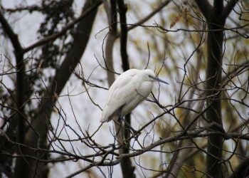 Ecology updating WA permit process for bridge, ferry terminal maintenance – My Edmonds News