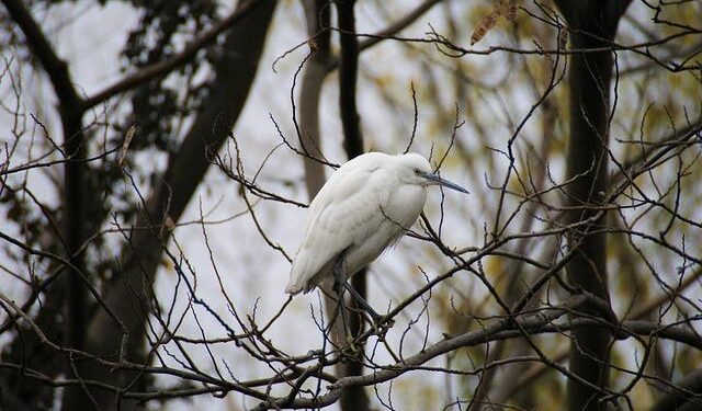 Ecology updating WA permit process for bridge, ferry terminal maintenance – My Edmonds News