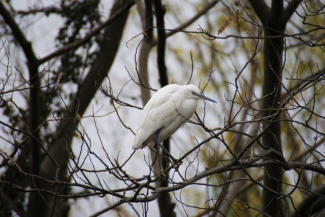 Ecology updating WA permit process for bridge, ferry terminal maintenance – My Edmonds News