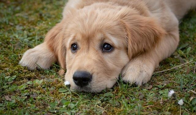 A symphony of woofs: This is what happens when 2,397 golden retrievers gather in an Argentina park – AP News