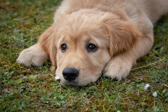 A symphony of woofs: This is what happens when 2,397 golden retrievers gather in an Argentina park – AP News