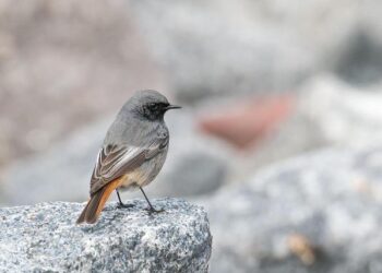 For Migratory Species, Fences Don’t Make Good Neighbors – National Zoo