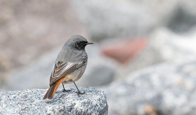 For Migratory Species, Fences Don’t Make Good Neighbors – National Zoo