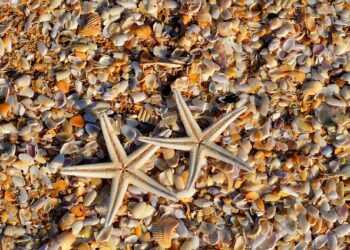 Connection and protection boost health in coral reefs – EurekAlert!