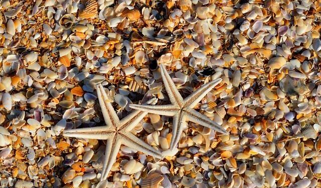 Connection and protection boost health in coral reefs – EurekAlert!