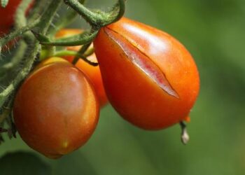 In search for autism’s causes, look at genes, not vaccines, researchers say – Los Angeles Times