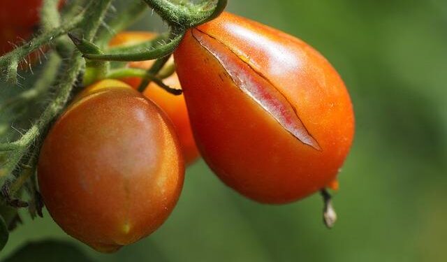 In search for autism’s causes, look at genes, not vaccines, researchers say – Los Angeles Times