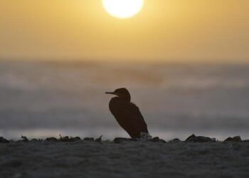 Mavericks’ Cooper Flagg makes NBA history only done by LeBron, ‘Melo and Wemby – Yahoo Sports