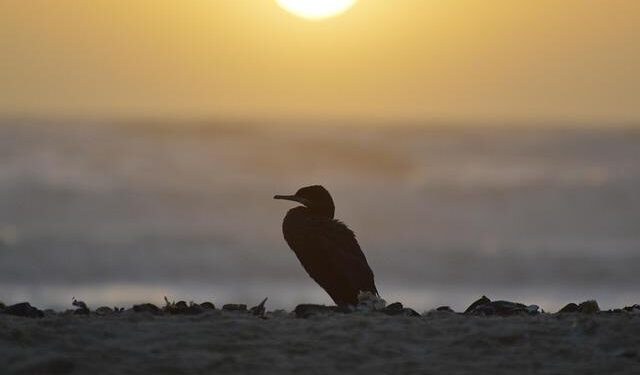 Mavericks’ Cooper Flagg makes NBA history only done by LeBron, ‘Melo and Wemby – Yahoo Sports